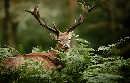 Top 10 Compelling Reasons Why Hunting Is Good
