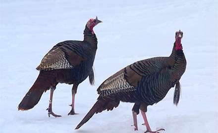two turkeys in hunting field