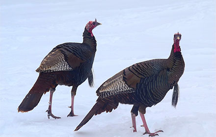 An Easy Guide To Hunting Turkeys On Public Land