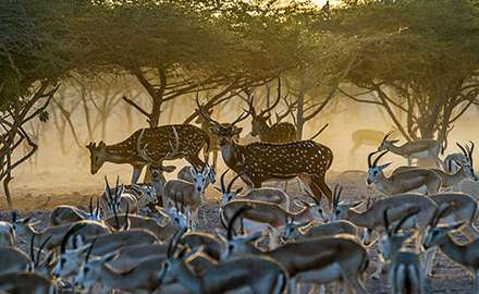 a group of deers