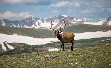 wild buck
