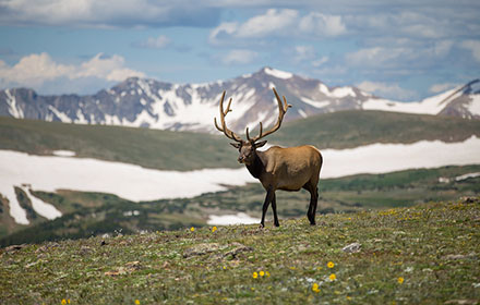 Best Time to Hunt Deer Explained: Dawn, Dusk Or Night?