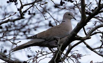 a dove sitting on branch