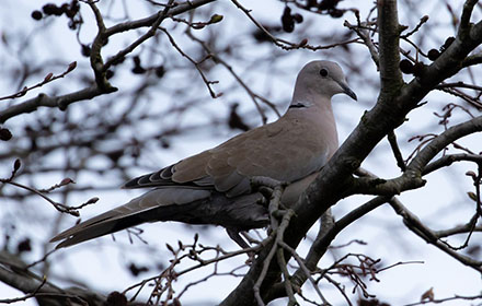 The Basics of Dove Hunting For Beginners Hunters