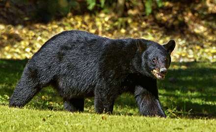 A bear is walking in the wild