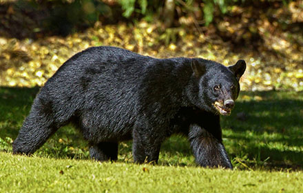 Bear Hunting Tips: How to Hunt Bear Successfully