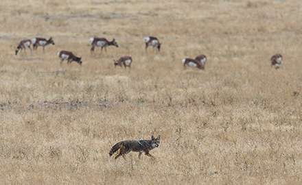 Coyotes pack are in the field