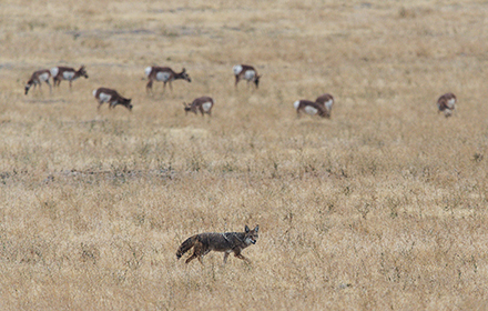 Explained: Do Coyotes Hunt In Packs Or Alone?