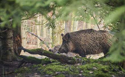 wild boar in the forest