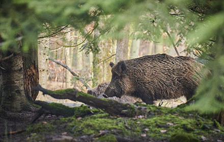 Hog Hunting Tips And Gear Recommendations For Beginners