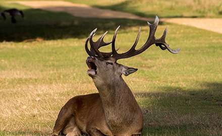 A wild deer is roaring