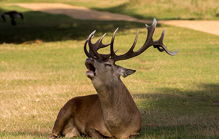 Scoring A Deer: A Field Guide for Hunters