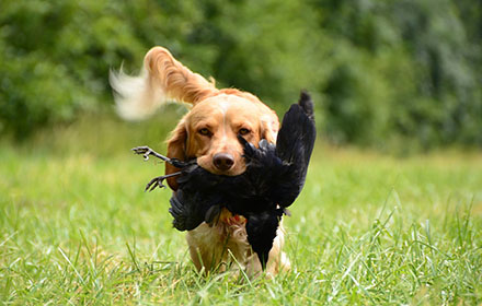 How to Train A Hunting Dog