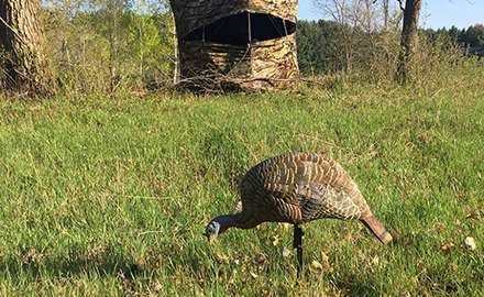 A turkey decoy resembles a real turkey
