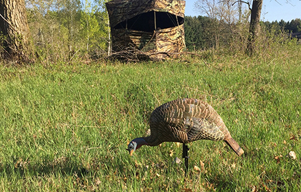 How to Hunt Turkeys With Decoys: Types, Setup&Practical Tips