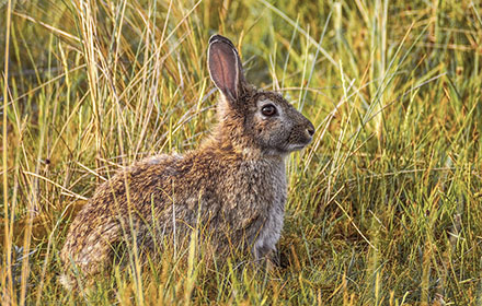 Rabbit Hunting 101: How to Hunt Rabbits?
