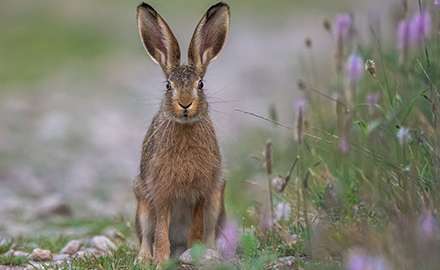 a wild rabbit sits in the grass