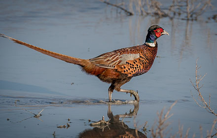 South Dakota Pheasant Hunting Guides