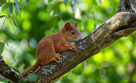 A squirrel is foraging in the tree