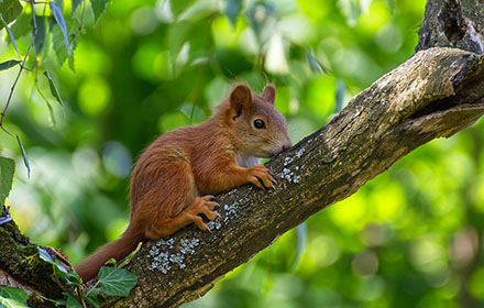 Complete Guide For Squirrel Hunting For Beginners