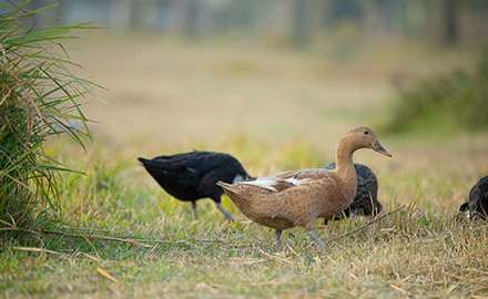 Ducks are strolling in the grass