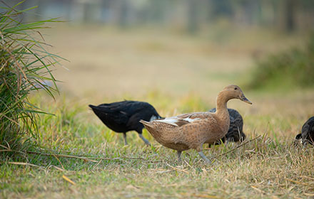 10 Effective Tips For Successful Waterfowl Hunting