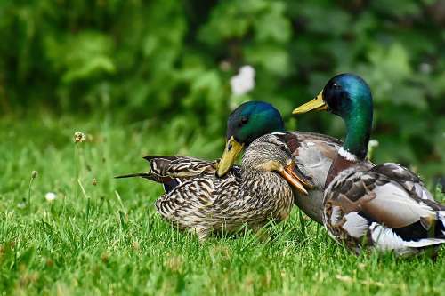 What Is The Best Way to Hunt Ducks?