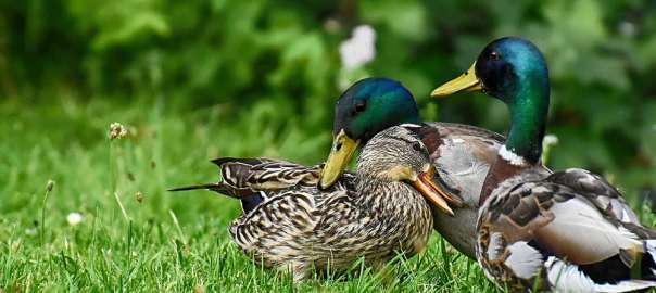 A flock of wild ducks