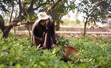 A woman is harvesting on the farm
