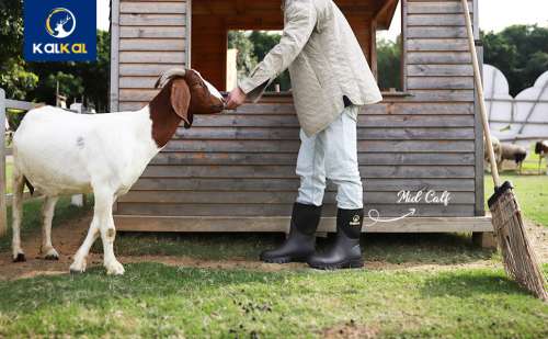 A Detailed Review of Kalkal Rubber Farm Boots