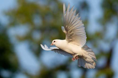Best Dove Hunting Gear You Must Have For 2025 Season