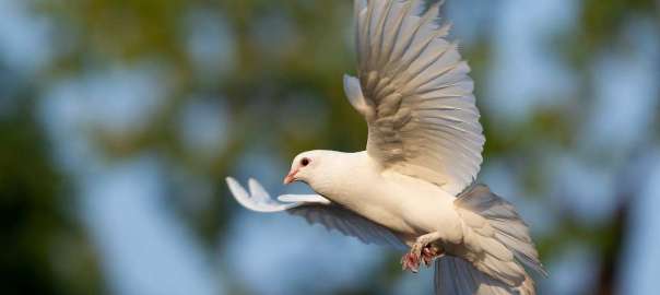dove hunting gear - kalkal