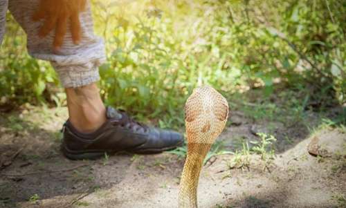 Snake Safety 101: Can Snakes Bite Through Rubber Boots?