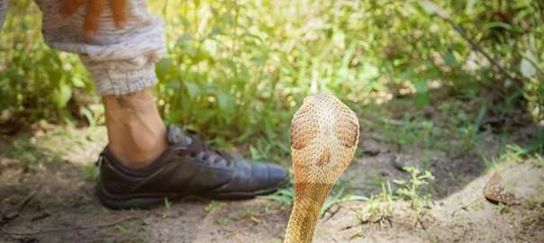 can snake bite through rubber boots