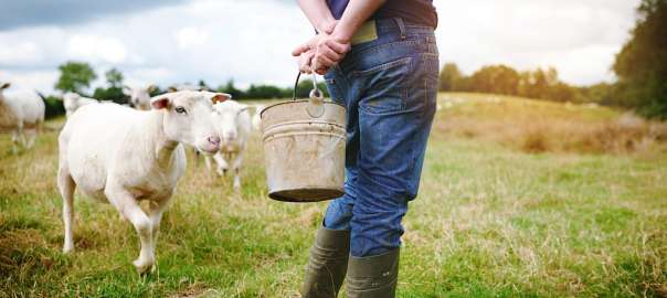 kalkal-work boots for butchers at a barn