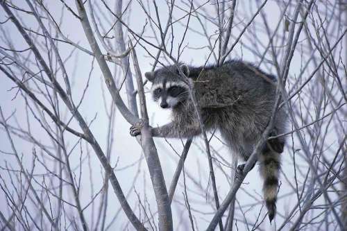 Gear Up! Your Best Coon Hunting Lights Buying Guide