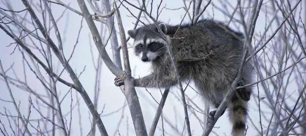 coon hunting lights guide