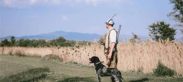 should dogs wear dog hunting boots