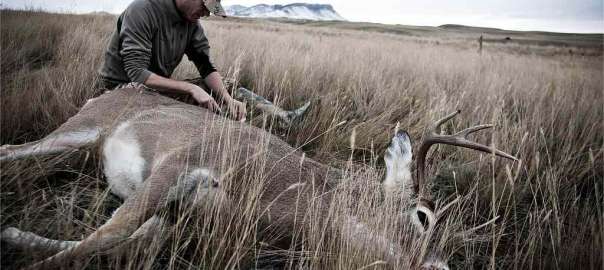 Hunt Deer in California