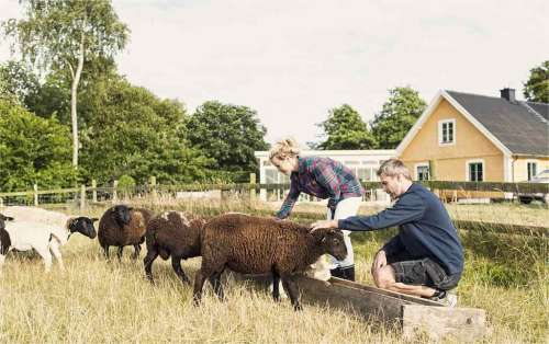 Hobby Farm Vs Homestead: What Are The Differences?
