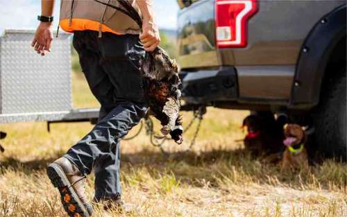 A Comprehensive Guide to Pheasant Hunting In Kansas