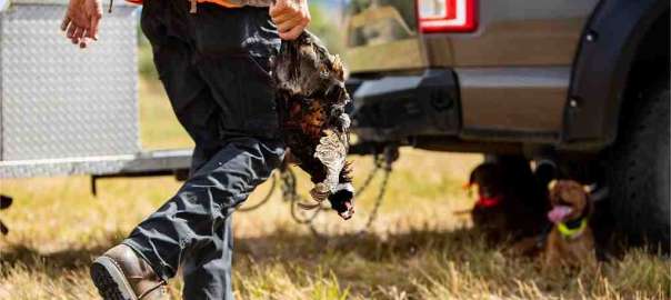 Pheasant Hunting in Kansas