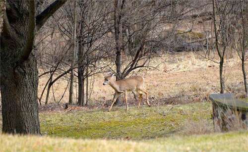 Best Guide&Tricks For Deer Hunting In Florida