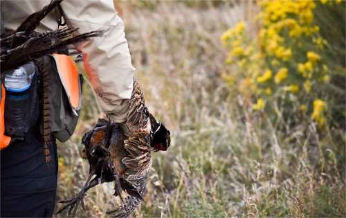 2025 Michigan Turkey Season Dates&Rules(Updated)
