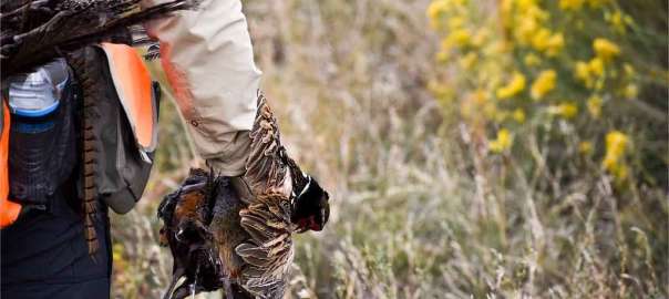 hunt turkey in Michigan