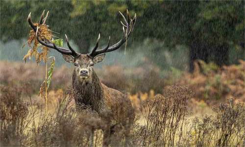2025 Nebraska Hunting Seasons, Tags & Where to Hunt