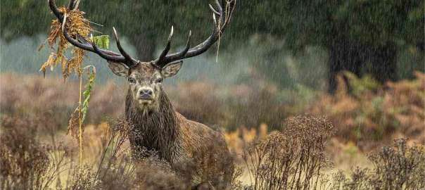 Nebraska deer season