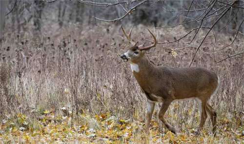 Wisconsin Deer Hunting Seasons Updated For 2025
