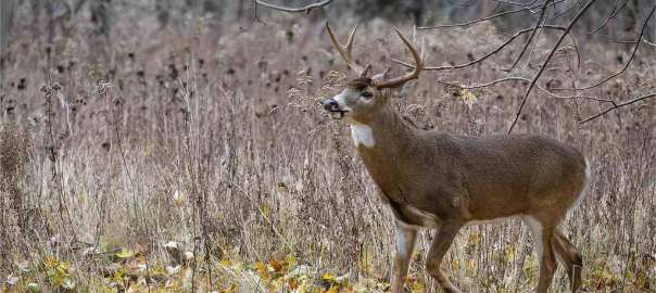 Wisconsin deer hunting