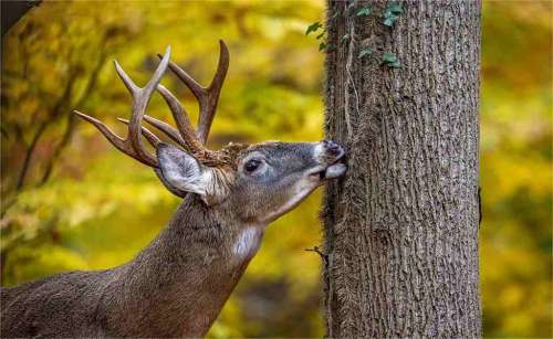 What Is Deer Salt Lick And How It Works For Hunting?